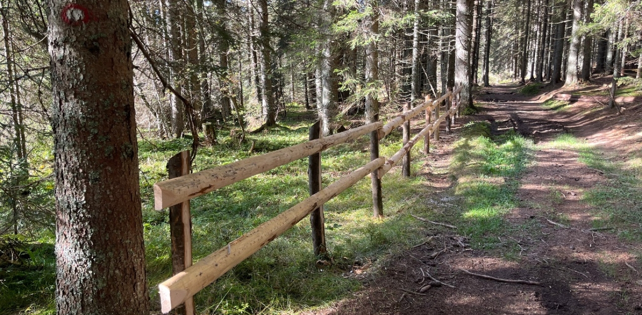 Along Bled peat bog