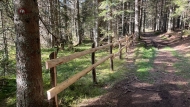 Along Bled peat bog