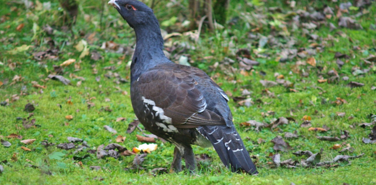 Divji petelin (Tetrao urogallus)