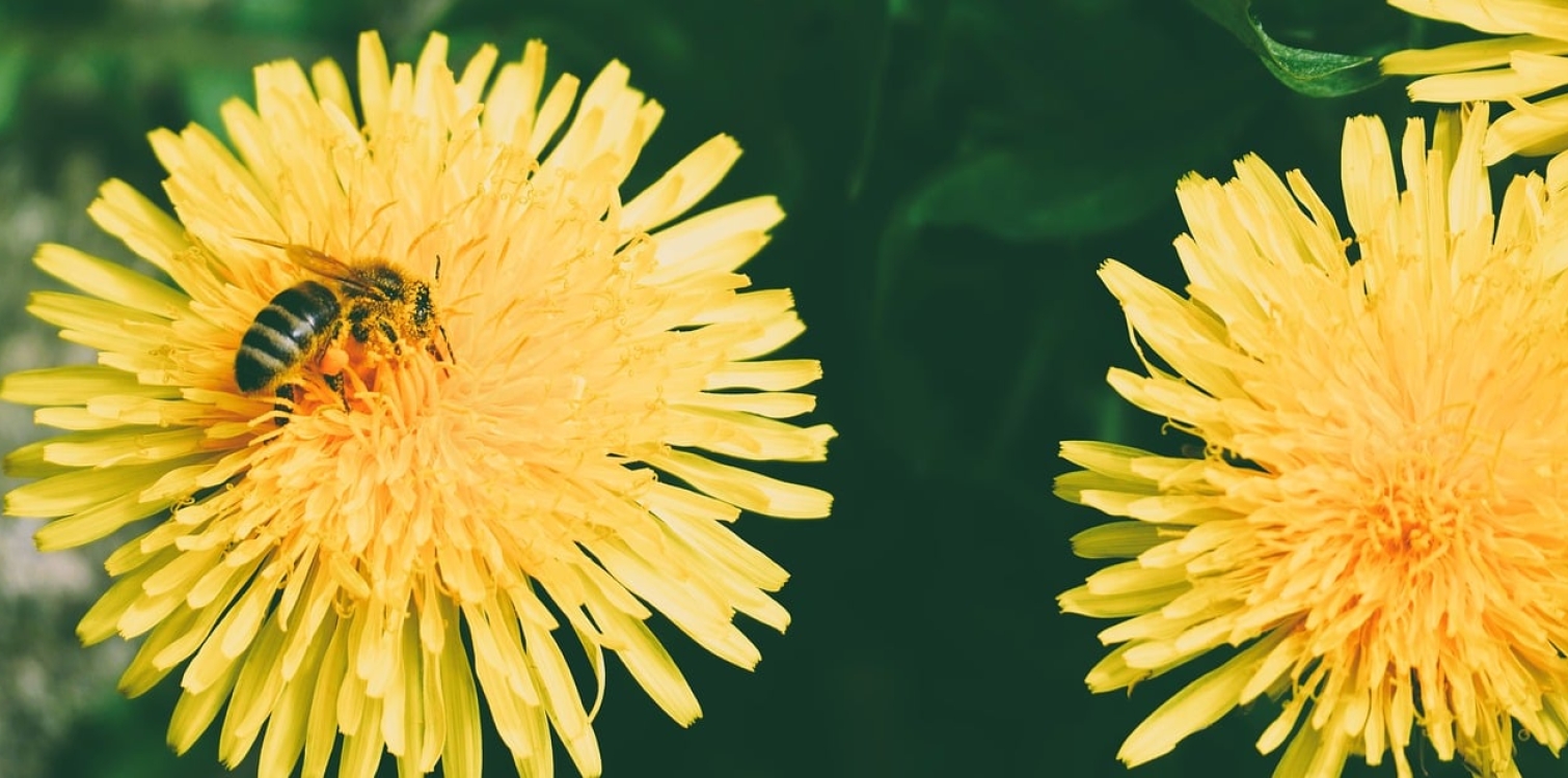 One Health - Eno zdravje, en planet