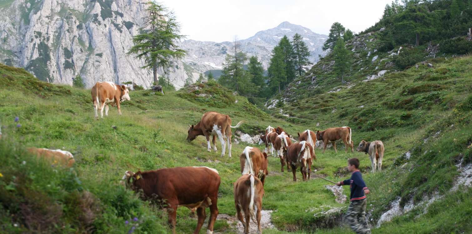 STROKOVNI POSVET Izzivi planinskega pašništva ob mednarodnem letu pašništva in pastirjev