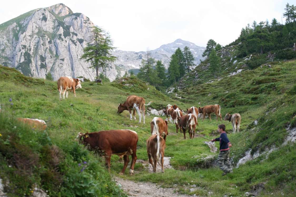 STROKOVNI POSVET Izzivi planinskega pašništva ob mednarodnem letu pašništva in pastirjev