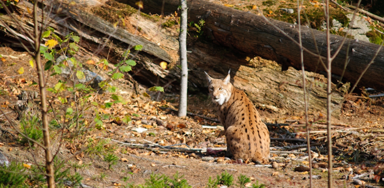 Navadni ris (Lynx lynx)