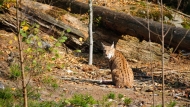 Navadni ris (Lynx lynx)