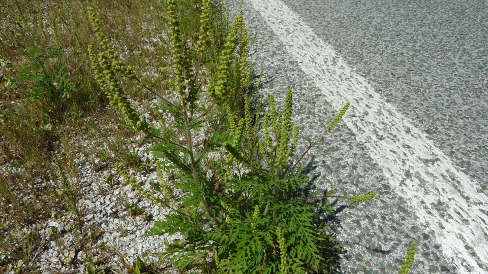 Common Ragweed