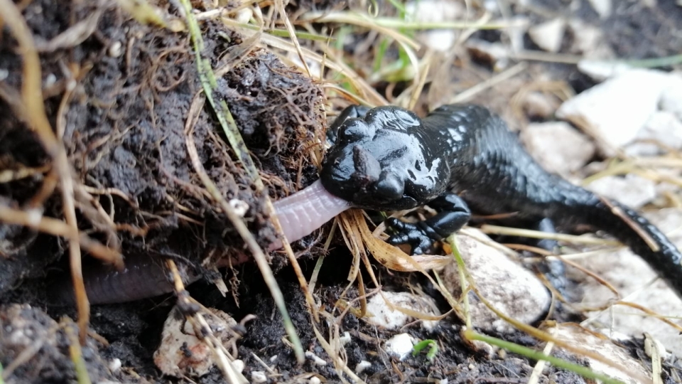 Alpine salamander