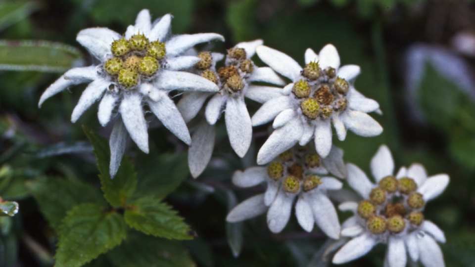 Edelweiss