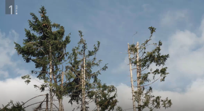 Forests and climate change