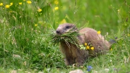 Alpine marmot