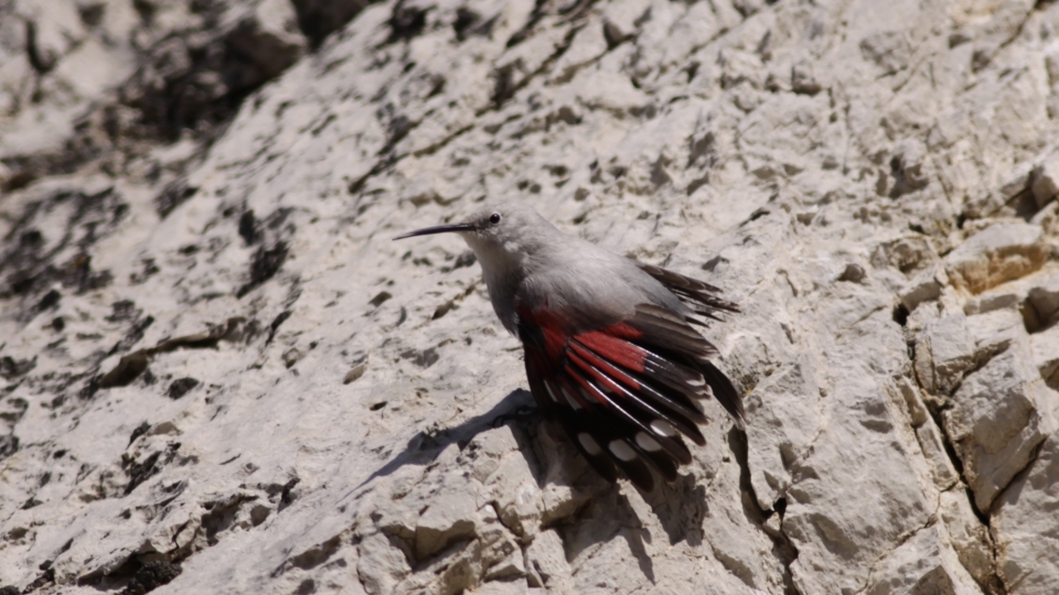 Wallcreeper