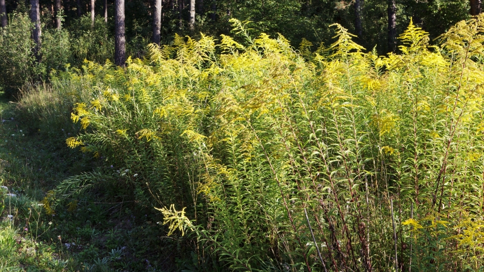 Giant Goldenrod