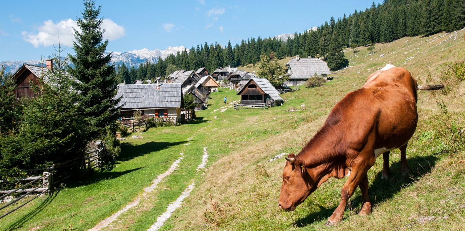 Mountain grazing