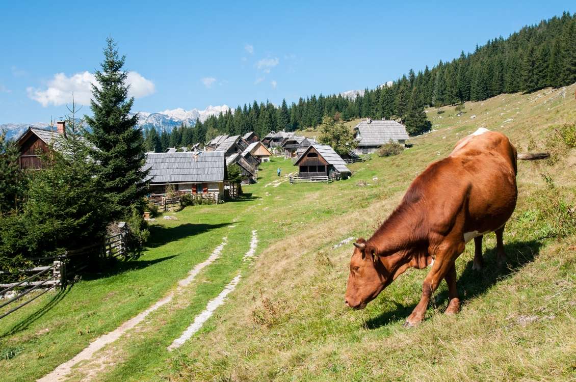 Planinsko pašništvo