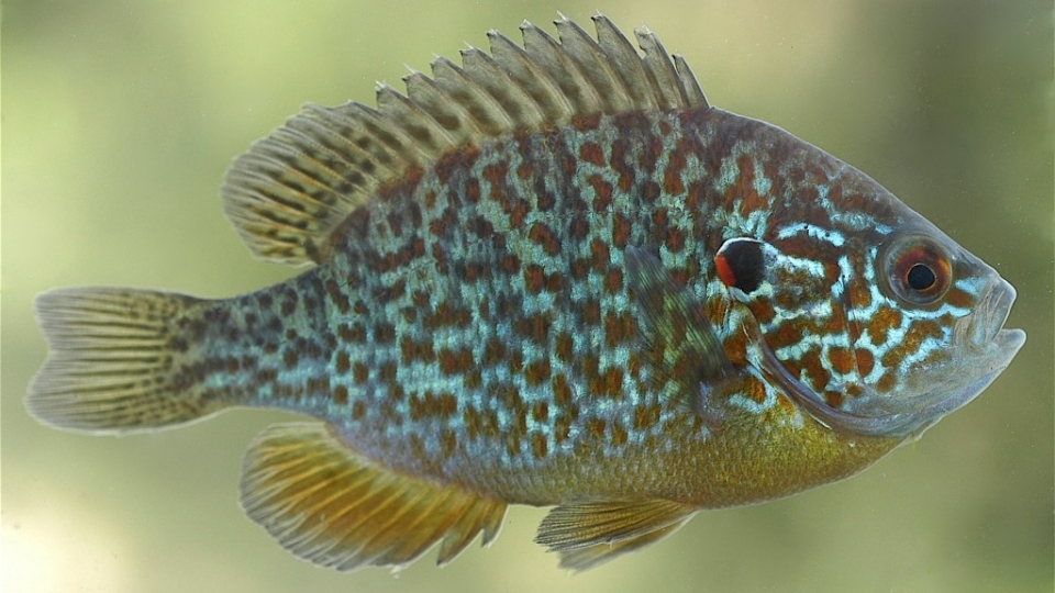 Pumpkinseed