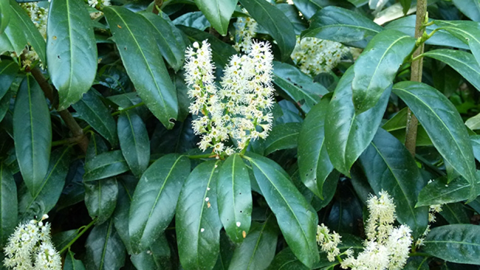 Cherry laurel