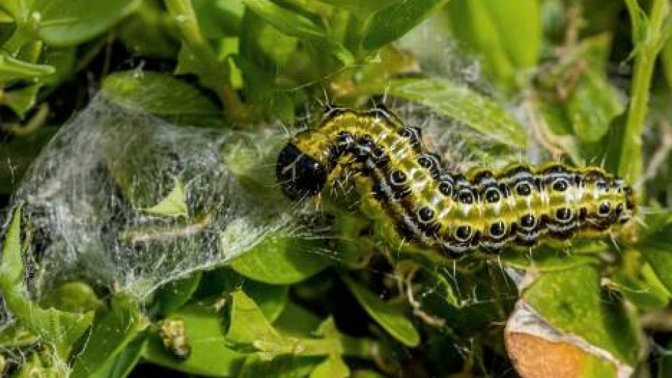 Box tree moth