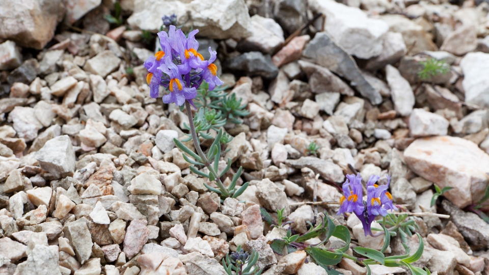 Alpine toadflax