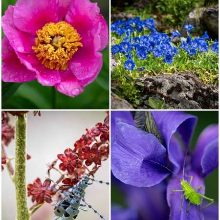 Juliana, a Botanical Jewel in the Heart of the Julian Alps