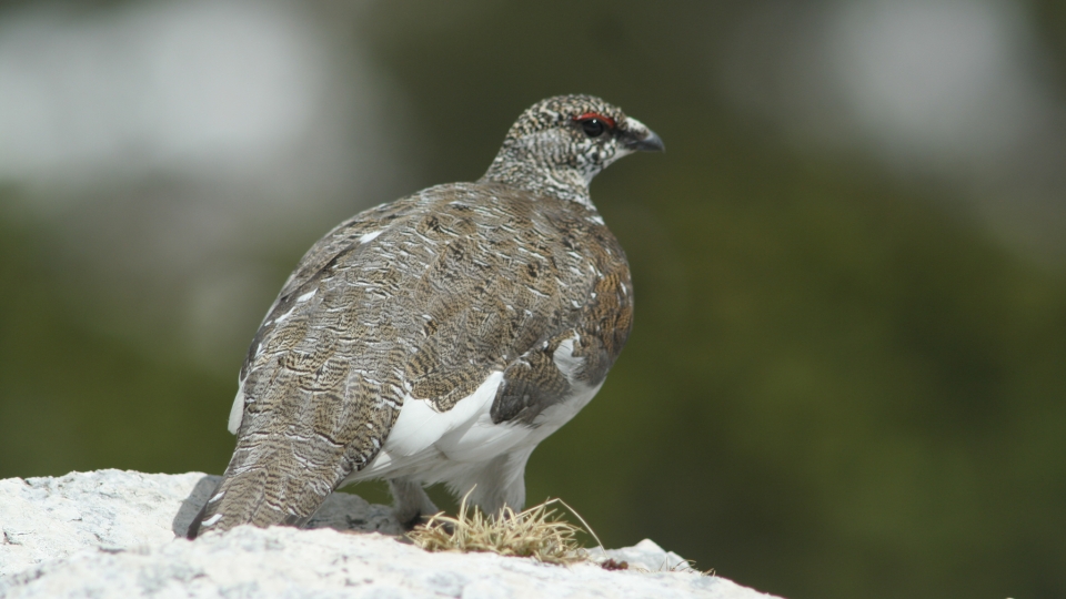 Alpenschneehuhn