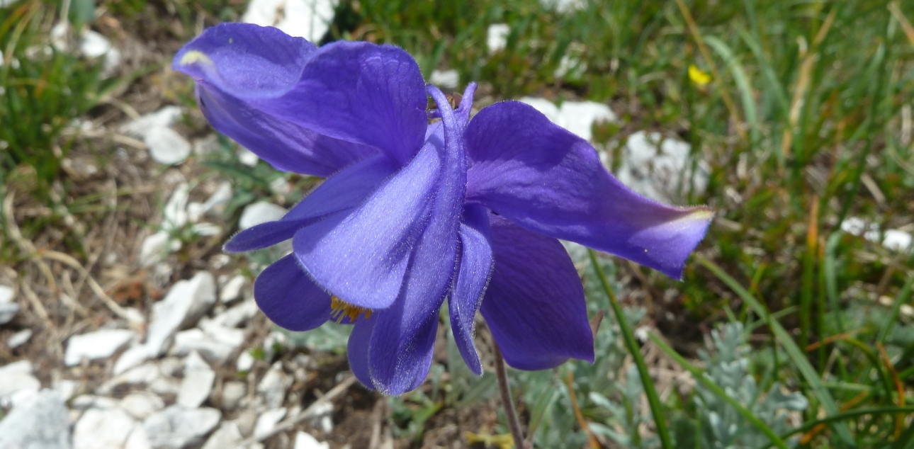 Bertolonijeva orlica (Aquilegia bertolonii)