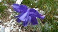 Bertolonijeva orlica (Aquilegia bertolonii)