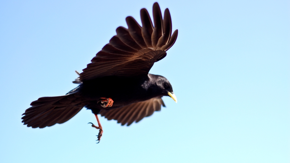 Alpine chough