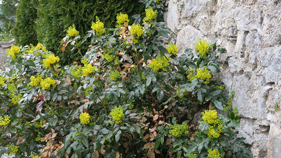 Oregon Grape