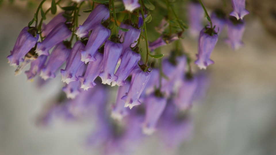 Zois' bellflower 