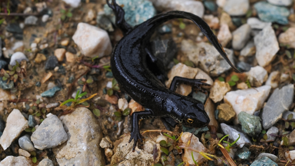 Alpine newt