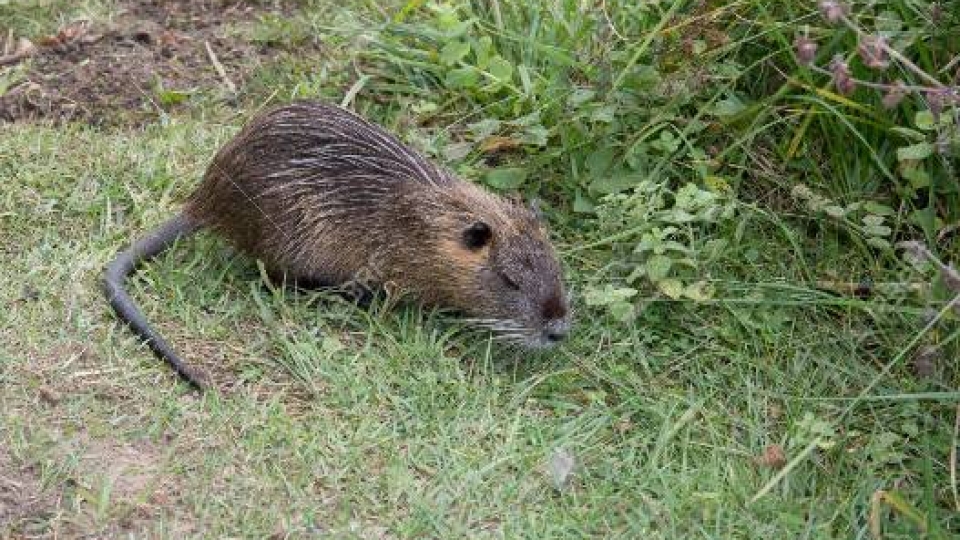 Nutria