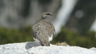 Alpenschneehuhn