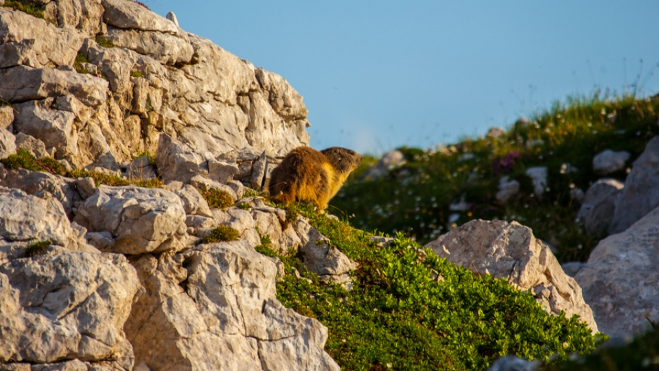 Alpine marmot