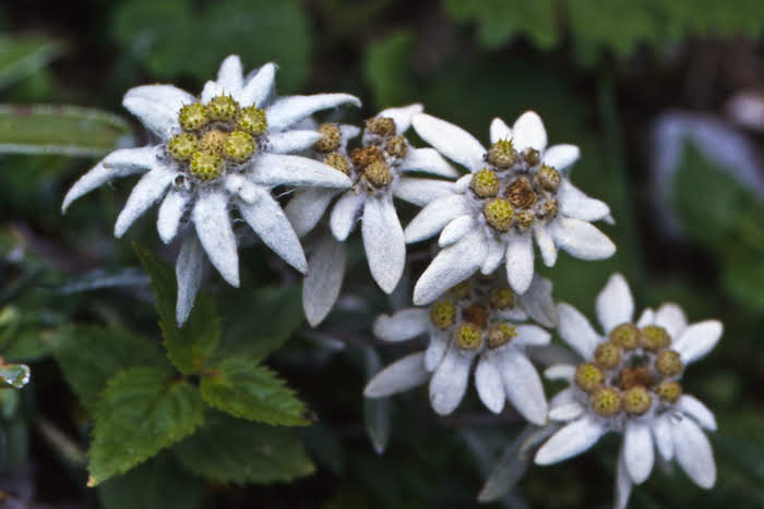 Decorative element