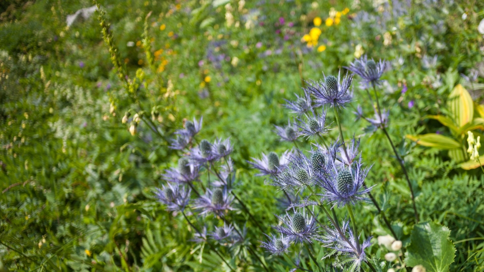 Alpine eryngo