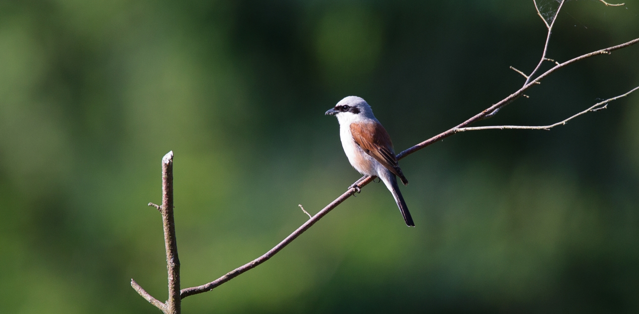 Rjavi srakoper (Lanius collurio)