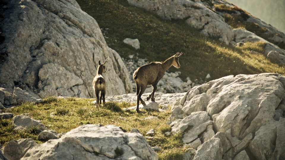 Chamois