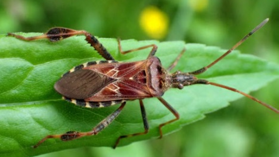 Western conifer seed bug