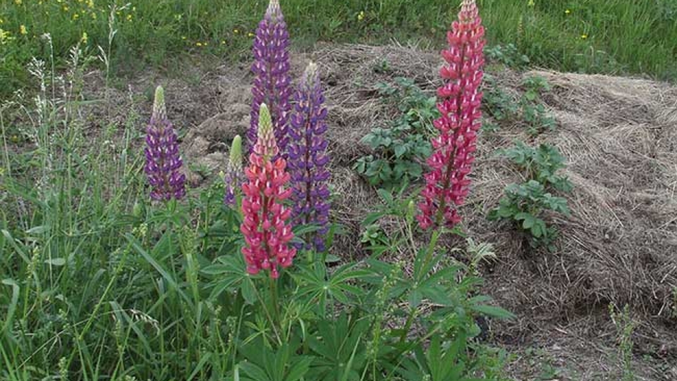 Large-leaved lupine