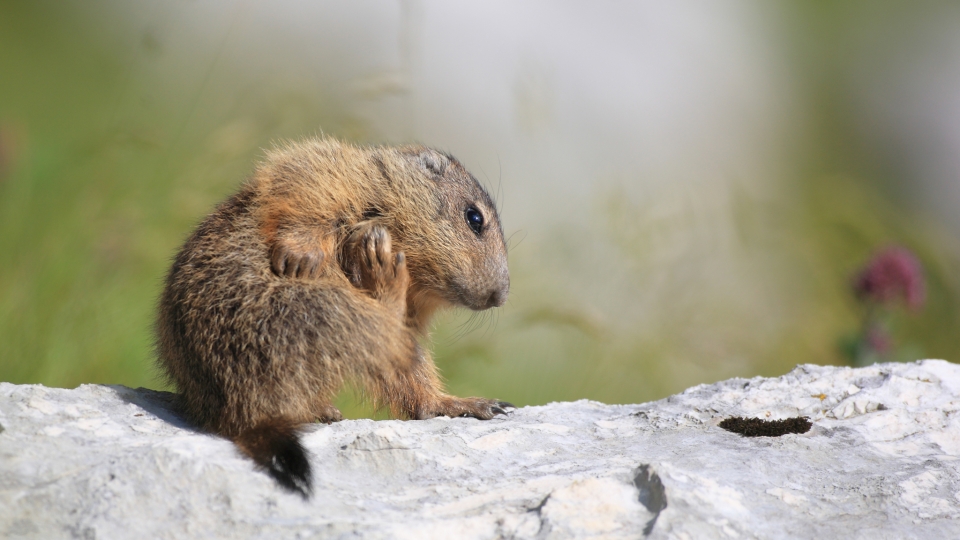 Alpine marmot