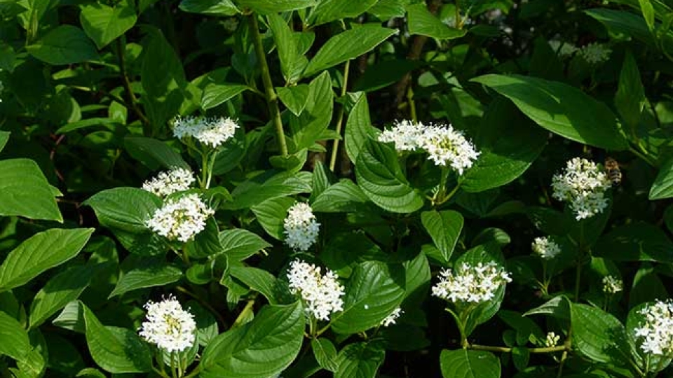 Red osier dogwood