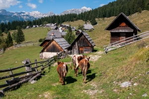 Where do shepherds live?