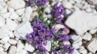 Alpine toadflax