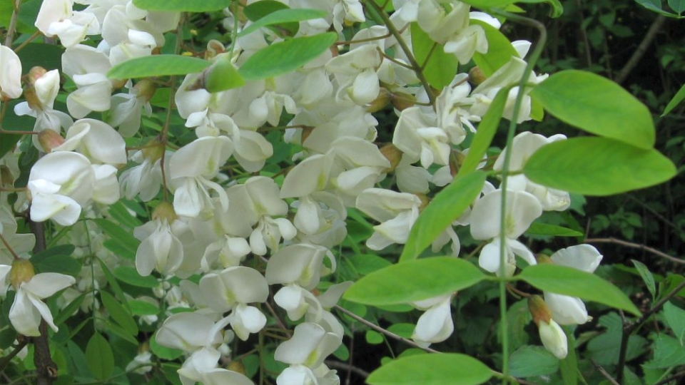 Black Locust