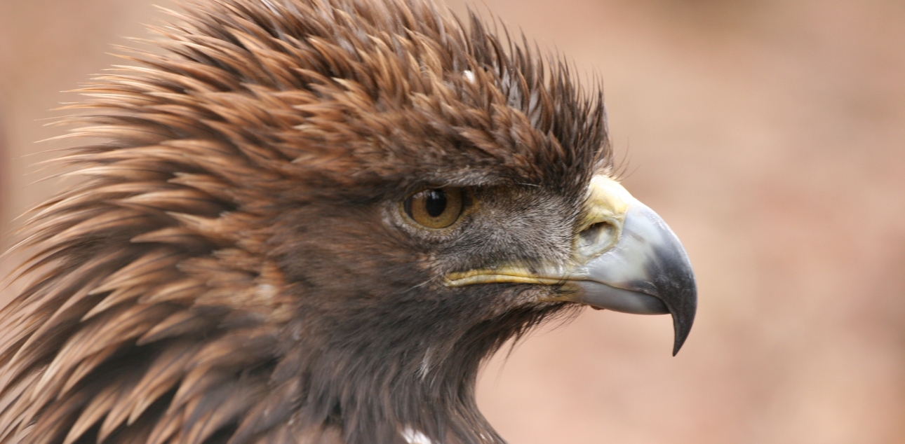 Planinski orel (Aquila chrysaetos)