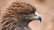 Planinski orel (Aquila chrysaetos)