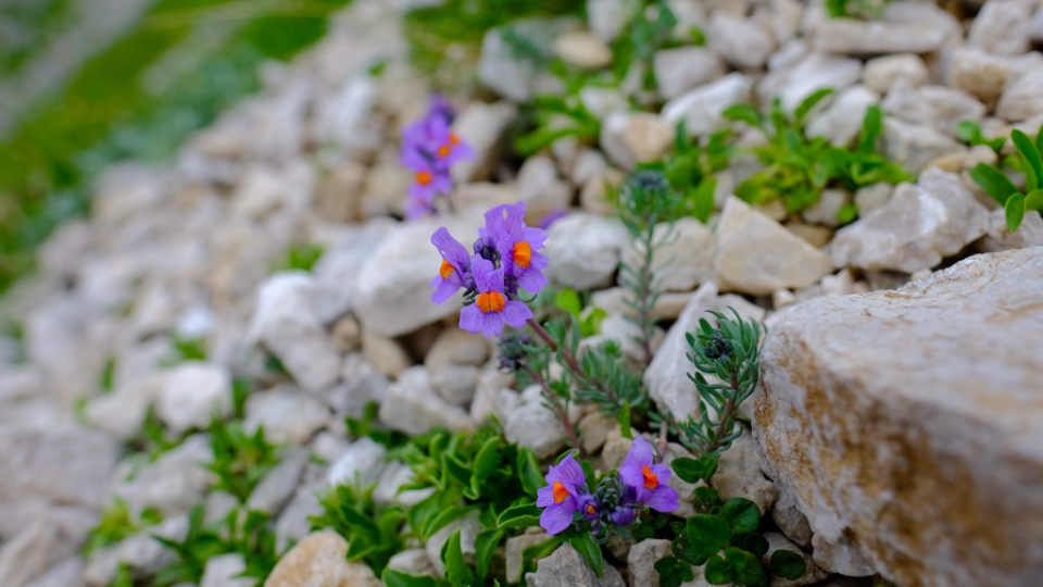 Alpine toadflax