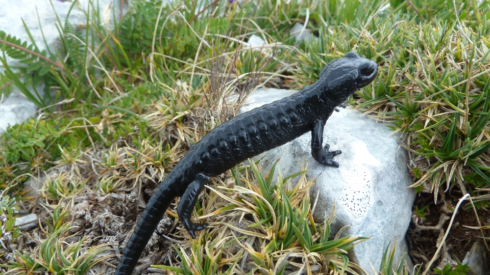 Alpensalamander