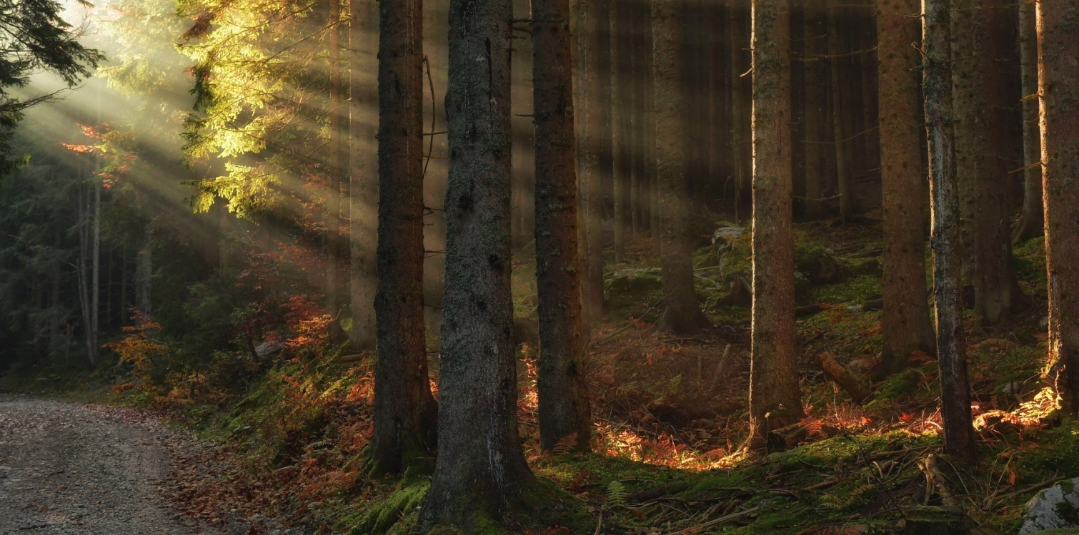 XXXI. TEKMOVALNA KLUBSKA RAZSTAVA FOTO KLUBA TRIGLAVSKI NARODNI PARK