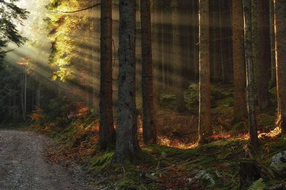 XXXI. TEKMOVALNA KLUBSKA RAZSTAVE FOTO KLUBA TNP