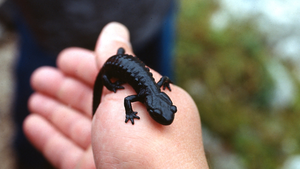 Alpine salamander